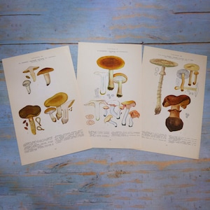 Dessins de gros champignons 35 pages de livre sur les champignons Photos de champignons Impressions botaniques Éphémères champignons Assiettes pour livres #24