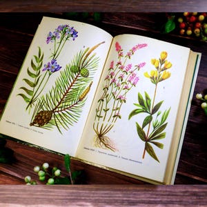 48 botanical pictures Floral prints Vintage botanical book Medicinal plants drawings Medicinal plants reference book Phytotherapy prints