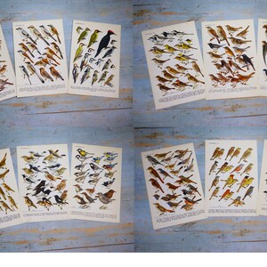 Puede incluir: Una colecci&oacute;n de doce l&aacute;minas educativas de estilo vintage con ilustraciones detalladas a color de diversas especies de aves. Cada hoja de papel rectangular muestra m&uacute;ltiples aves agrupadas con texto descriptivo impreso en la parte inferior.