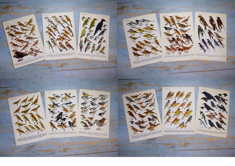 Puede incluir: Una colecci&oacute;n de doce l&aacute;minas educativas de estilo vintage con ilustraciones detalladas a color de diversas especies de aves. Cada hoja de papel rectangular muestra m&uacute;ltiples aves agrupadas con texto descriptivo impreso en la parte inferior.