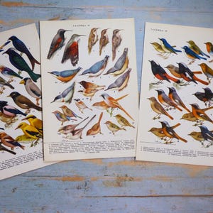 Puede incluir: Tres l&aacute;minas educativas de estilo vintage con ilustraciones detalladas a color de diversas especies de aves. Cada p&aacute;gina muestra aves numeradas de perfil, con etiquetas de texto en cir&iacute;lico y pies de foto que exhiben diversos patrones de plumaje.