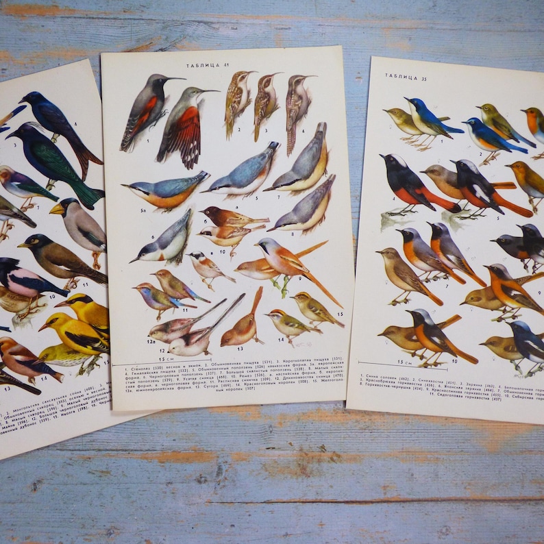 Puede incluir: Tres l&aacute;minas educativas de estilo vintage con ilustraciones detalladas a color de diversas especies de aves. Cada p&aacute;gina muestra aves numeradas de perfil, con etiquetas de texto en cir&iacute;lico y pies de foto que exhiben diversos patrones de plumaje.