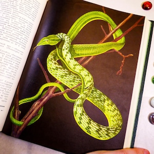 Peut inclure: Un serpent vert vif au corps à motifs avec des marques noires et blanches enroulé autour d'une branche brune. L'illustration est imprimée sur une page d'un livre ouvert avec du texte russe visible à gauche et un fond brun foncé.