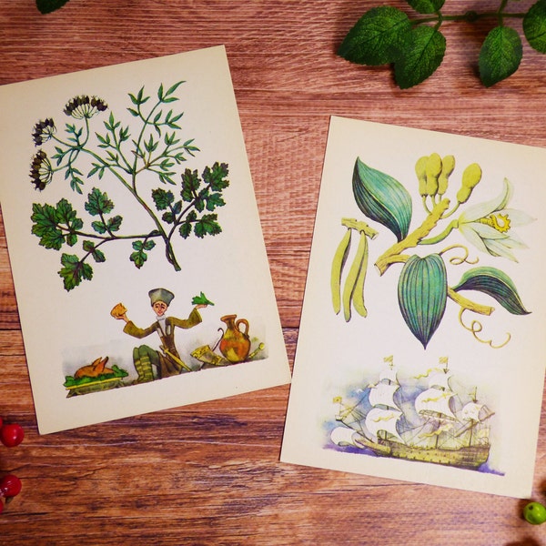 Spicy plants postcards Botanical cards Outdoor plants drawings Spicy illustrations Vintage postcards Botanical pictures Set of 16 cards USSR