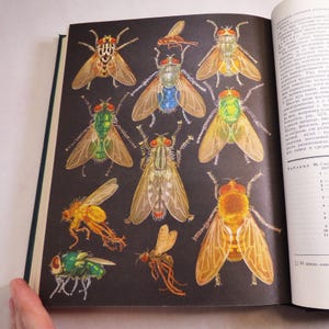 Moths & butterflies pictures Vintage insects book Dragonflies prints Beetles pictures Big insects atlas Entomology book Grasshoppers prints