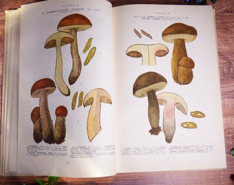 Grand livre sur les champignons, guide des champignons vintage, 208 images de champignons en couleur Impressions botaniques Éphémères de champignons Images botaniques Cadeaux champignons