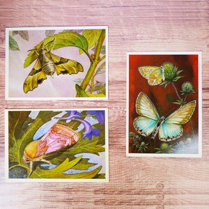 Cartes de papillon Cartes d'entomologie vintage à imprimé papillon Cartes postales vintage de dessin de papillon et illustration couleur Papillons et papillons 7