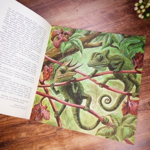 May include: A detailed illustration from an open book, depicting two green chameleons on red branches surrounded by green leaves. The chameleons have textured skin and are facing each other. The artwork has a hand-painted style.