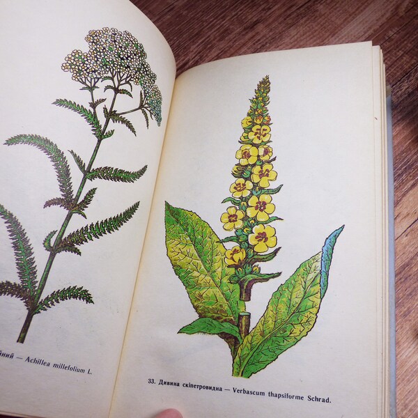 117 Old floral illustrations Botanical book Drawings of medicinal plants Botanical prints Guide medicinal plants Flower book Botany book