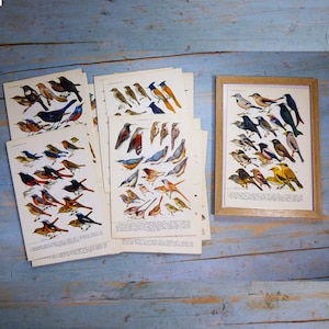 Old birds pictures Drawings of birds 24 book plates of ornithology Birds ephemera Bird prints Vintage book pages Birds book Bird watching 50