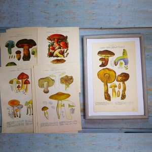 Dessins de gros champignons 70 photos de champignons 35 pages de livre sur les champignons Impressions botaniques Éphémères champignons Assiettes de livres vintage # 31