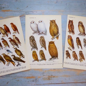 Puede incluir: Tres l&aacute;minas educativas vintage con ilustraciones detalladas a color de diversas aves rapaces y b&uacute;hos. Cada l&aacute;mina incluye etiquetas numeradas y texto en cir&iacute;lico, mostrando diversas especies en poses naturales sobre un fondo.
