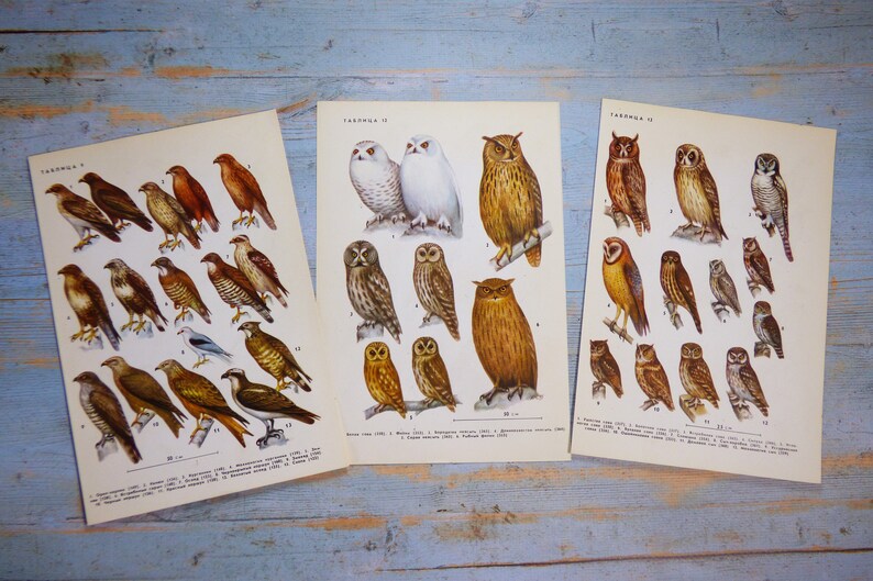 Puede incluir: Tres l&aacute;minas educativas vintage con ilustraciones detalladas a color de diversas aves rapaces y b&uacute;hos. Cada l&aacute;mina incluye etiquetas numeradas y texto en cir&iacute;lico, mostrando diversas especies en poses naturales sobre un fondo.