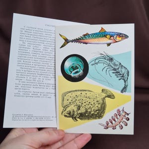 Piante marine e carte animali marini Cartoline naturalistiche vintage anni '70 Set di 16 illustrazioni di animali Disegni di pesci Stampa di meduse Disegni di alghe