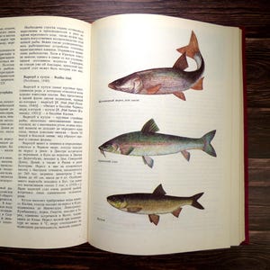 Fish ilustrations Vintage animal book Mammals pictures Amphibians pictures Birds pictures Reptiles prints Insects pictures Worms prints