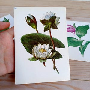 ヴィンテージの花のポストカード 32 枚の植物カード 植物の絵のセット 80 年代のベルフラワーの絵 ミッドセンチュリーの植物カード 花のイラスト