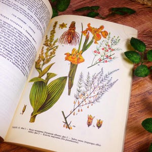 Herbaceous plants Flowers illustrations Herb book Botanical prints Flower book Botanical pictures Vintage botanical book Herb illustrations