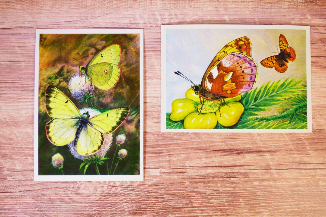 Set of Butterfly Cards Butterfly Print Vintage Entomology Cards ...