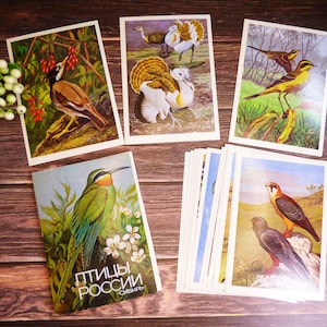 Ilustraciones de ornitología Dibujos de aves Imágenes de ornitología 16 postales de aves sin usar Tarjetas de aves antiguas Conjunto de tarjetas de aves Efímeras de aves
