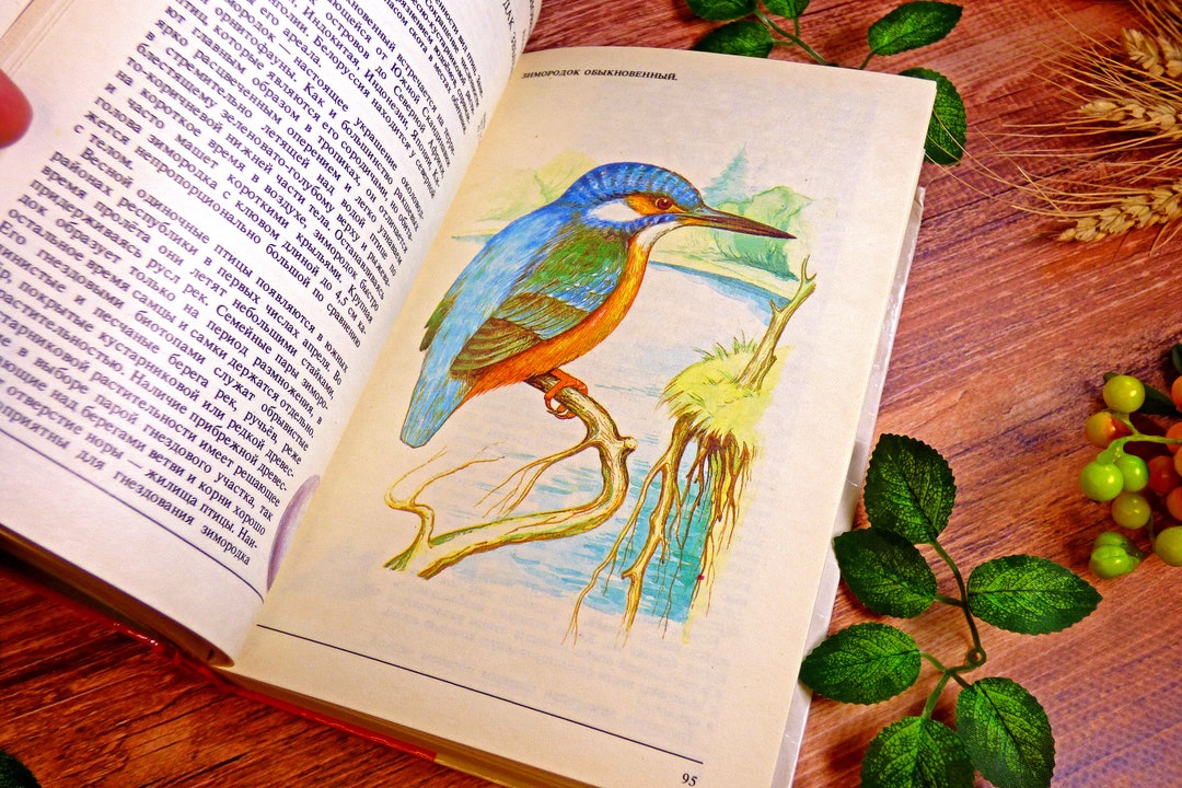 Vintage Animal Book Birds Pictures Butterfly Drawings Reptiles Prints