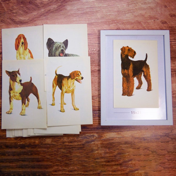 Old dogs portraits 44 vintage dogs illustrations 44 book plates of dogs book Dog breeds prints Pictures of dogs Collection of dog breeds #47