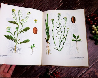 Vintage atlas of weeds Botanical book 100 herb drawings Wild herb guide Weeds book Old botany guide Plants drawings Plants illustrations