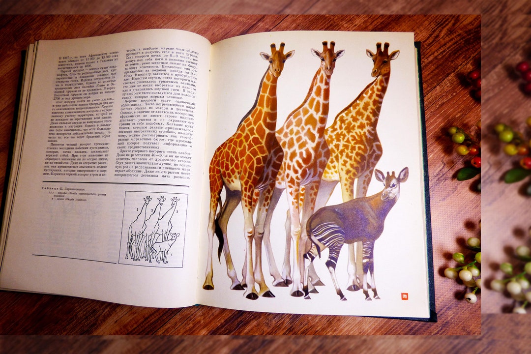 Mammal Book Vintage Animal Book Animal Illustration Drawings of Gazelles, Deer, Giraffes, Pigs