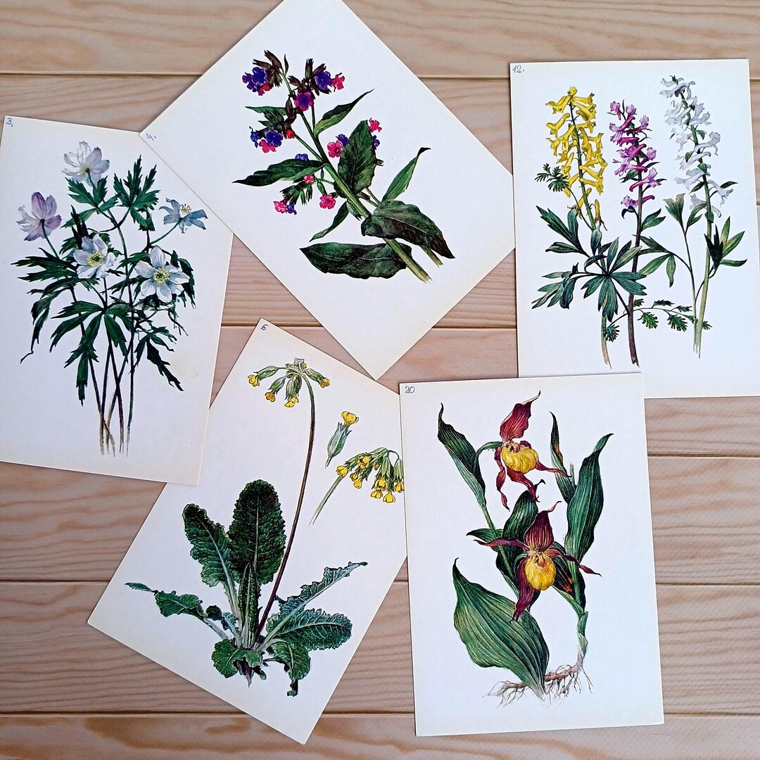 Vintage Botanical Postcard Set Floral Illustrations Old Botanical ...