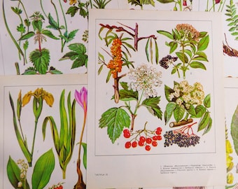 40 dessins de plantes médicinales vintage Illustrations de plantes 25 pages de livre de plantes Impressions de verbascum Dessins de fleurs Images botaniques 14