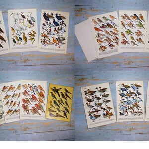 Puede incluir: Una colecci&oacute;n de l&aacute;minas de papel de estilo vintage con detalladas ilustraciones en color de diversas especies de aves, incluyendo patos, gansos, garzas y p&aacute;jaros cantores. Cada l&aacute;mina rectangular muestra varias aves agrupadas con texto descriptivo.