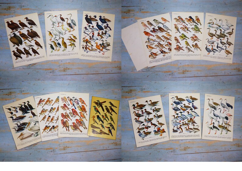 Puede incluir: Una colecci&oacute;n de l&aacute;minas de papel de estilo vintage con detalladas ilustraciones en color de diversas especies de aves, incluyendo patos, gansos, garzas y p&aacute;jaros cantores. Cada l&aacute;mina rectangular muestra varias aves agrupadas con texto descriptivo.