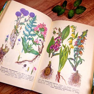 Livre botanique avec illustrations d'herbes florales livre de plantes médicinales vintage photos botaniques herbes médicinales livre d'herbes aromatiques estampes botaniques