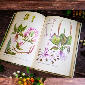 Livre botanique vintage Dessins de plantes médicinales 48 images botaniques Impressions florales Ouvrage de référence sur les plantes médicinales Impressions de phytothérapie