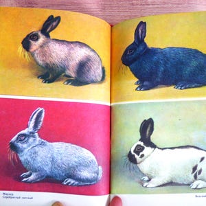 Vintage Rabbit Breeds Book: 1988 USSR Edition with Color Illustrations