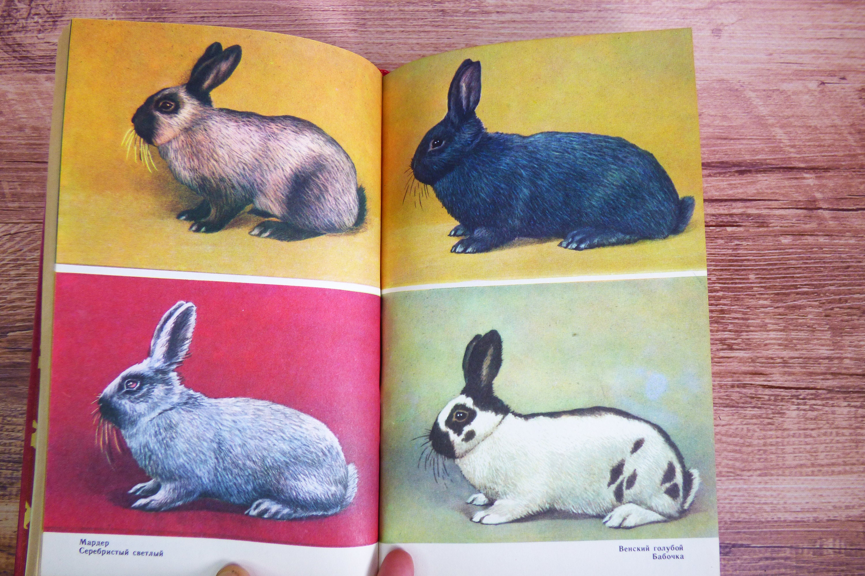 California Meat Rabbits Sale Shopping www.snav.it