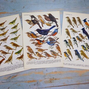 Puede incluir: Tres l&aacute;minas de papel rectangulares con ilustraciones detalladas en color de diversas especies de aves. Cada l&aacute;mina tiene texto en cir&iacute;lico en la parte superior y listas numeradas en la parte inferior, mostrando anatom&iacute;a aviar en tonos marrones, azules y amarillos.
