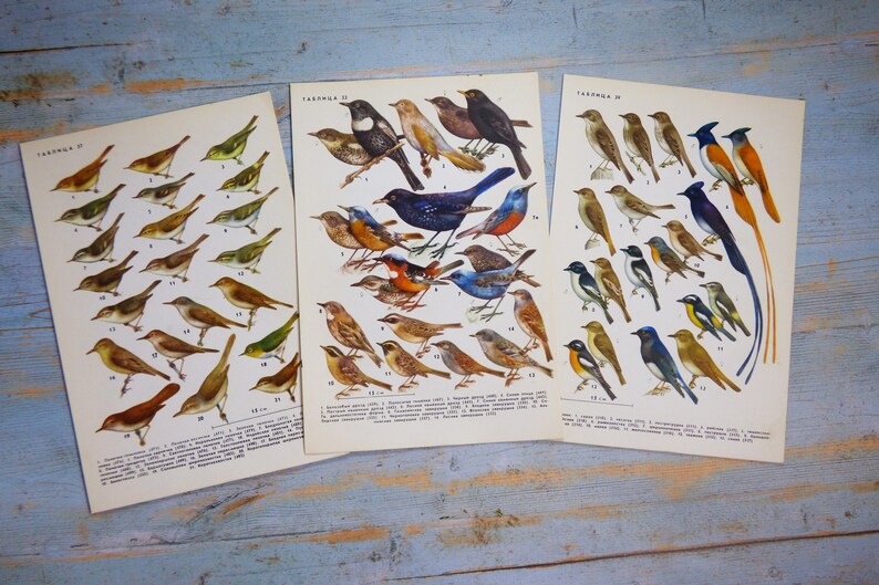 Puede incluir: Tres l&aacute;minas de papel rectangulares con ilustraciones detalladas en color de diversas especies de aves. Cada l&aacute;mina tiene texto en cir&iacute;lico en la parte superior y listas numeradas en la parte inferior, mostrando anatom&iacute;a aviar en tonos marrones, azules y amarillos.