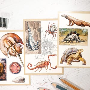 16 animal postcards Reptiles pictures Vintage nature cards Botanical cards Birds drawings Fauna cards Insects pictures Animal illustrations