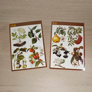 Ilustraciones de frutas de jardín Postales antiguas Imágenes de frutas Postales de uvas Dibujos de bayas Conjunto de 15 tarjetas botánicas Dibujos de grosellas
