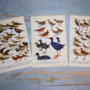 Puede incluir: Tres l&aacute;minas educativas de estilo vintage con ilustraciones detalladas de diversas especies de aves. Cada hoja de papel rectangular muestra dibujos numerados de aves en tonos marrones, grises, azules y negros, con texto en cir&iacute;lico en la parte superior e inferior.