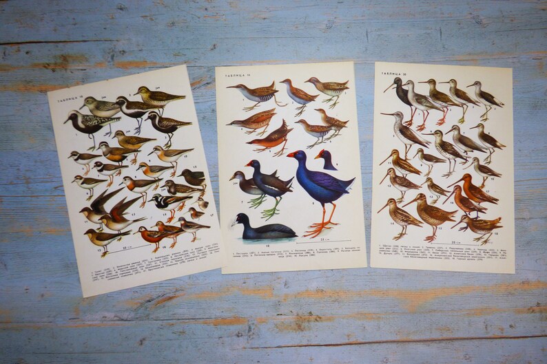 Puede incluir: Tres l&aacute;minas educativas de estilo vintage con ilustraciones detalladas de diversas especies de aves. Cada hoja de papel rectangular muestra dibujos numerados de aves en tonos marrones, grises, azules y negros, con texto en cir&iacute;lico en la parte superior e inferior.