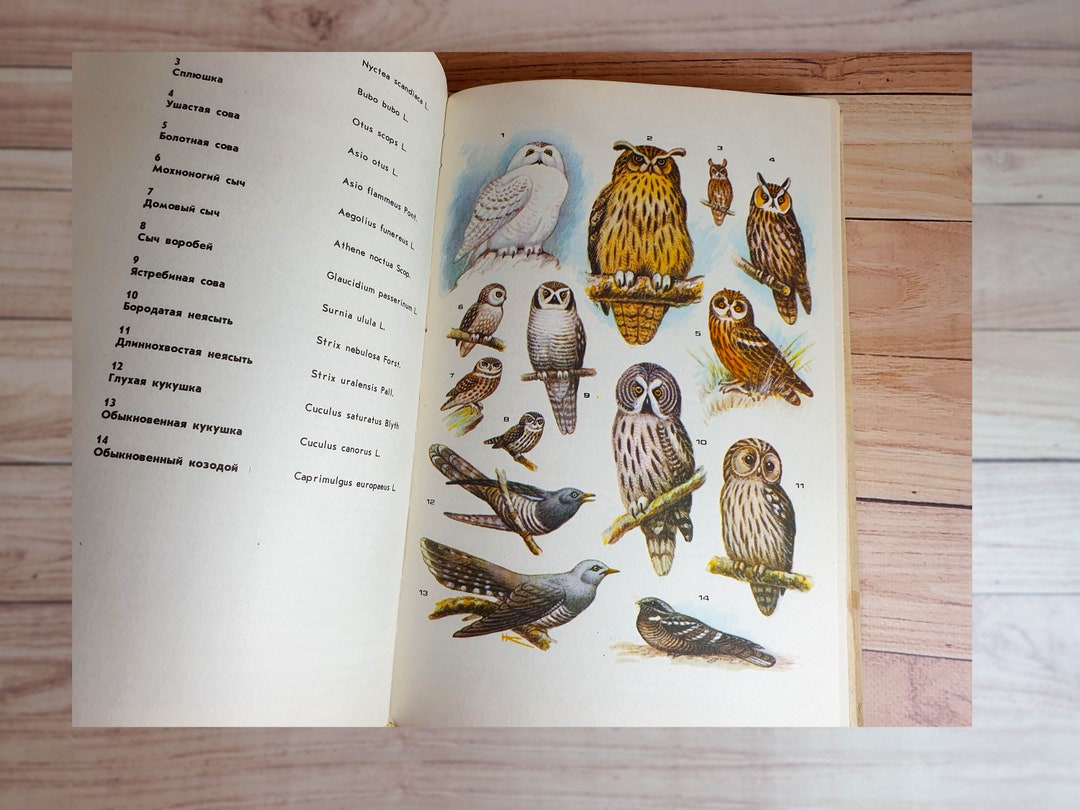Animal Book Mammals Illustration Vintage Animal Book With Etsy
