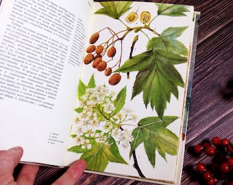 Puede incluir: Una página de libro abierta que muestra una ilustración botánica detallada de una planta de espino con hojas verdes, racimos de pequeñas flores blancas y bayas marrones, acompañada de texto en ruso y etiquetas numeradas.