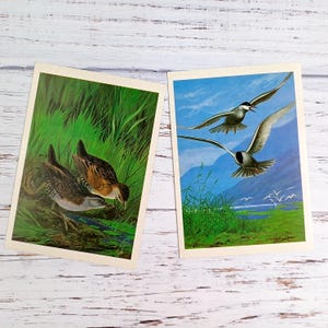 Imagens vintage de ornitologia Cartões de pássaros 16 cartões postais de pássaros não utilizados Conjunto de cartões de pássaros Desenhos de pássaros Ilustrações de ornitologia Artigos efêmeros de pássaros