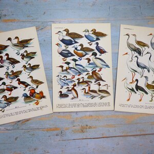 Puede incluir: Tres l&aacute;minas educativas rectangulares con ilustraciones detalladas a color de diversas especies de aves, incluyendo patos, gansos y grullas. Cada l&aacute;mina presenta texto en cir&iacute;lico y claves numeradas que muestran diversos patrones de plumaje.