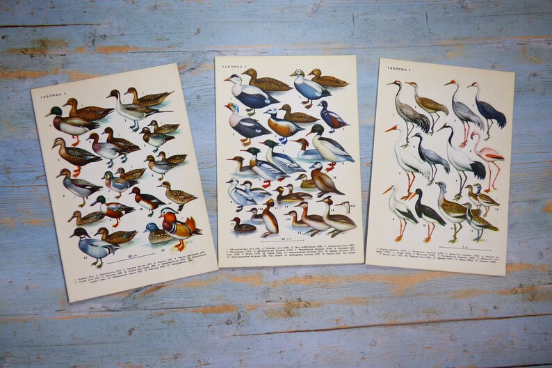 Puede incluir: Tres l&aacute;minas educativas rectangulares con ilustraciones detalladas a color de diversas especies de aves, incluyendo patos, gansos y grullas. Cada l&aacute;mina presenta texto en cir&iacute;lico y claves numeradas que muestran diversos patrones de plumaje.