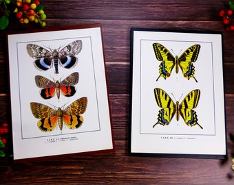 Lámina antigua de entomología: ilustraciones de insectos de la URSS, lámina n.º 41