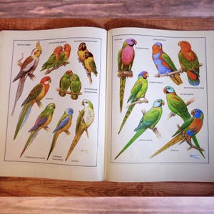 Pet birds book Birds prints Parrots pictures Bird illustrations Vintage animal book Old pet book Owls drawing Lizard drawings Fish drawings