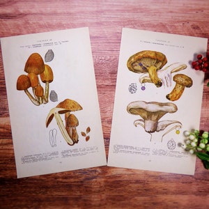 Dessins de gros champignons Photos de champignons Impressions botaniques 34 pages de livre sur les champignons 68 assiettes vintage Éphémères champignons #22
