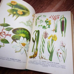 Botanical prints in vintage book Botanical book with flowers plants and herbs drawings Flower book Botanical pictures Botany reference book